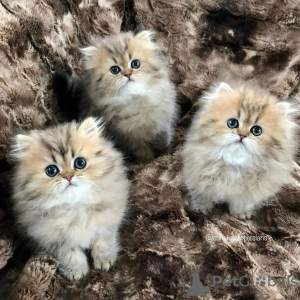 Photo №1. persian cat - for sale in the city of Berlin | negotiated | Announcement № 68902