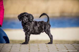 Photo №4. I will sell portuguese water dog in the city of Вашингтон. from nursery - price - 2000$