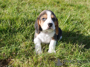 Photo №3. Beautiful beagle puppies. Germany