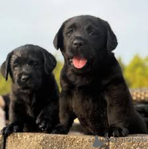 Photo №2 to announcement № 160908 for the sale of labrador retriever - buy in Belgium private announcement, breeder
