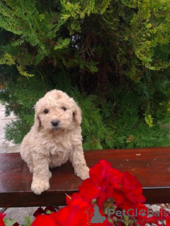 Photo №4. I will sell labradoodle in the city of Vilovo. breeder - price - 317$