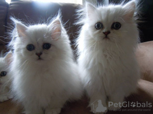 Photo №1. persian cat - for sale in the city of Zinkgruvan | negotiated | Announcement № 13804