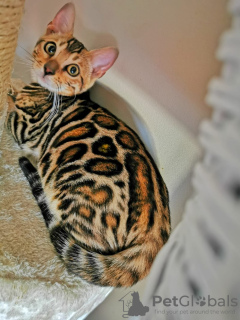 Photo №2 to announcement № 23716 for the sale of bengal cat - buy in Russian Federation from nursery