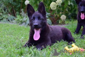Photo №1. german shepherd - for sale in the city of Frampol | 468$ | Announcement № 28770
