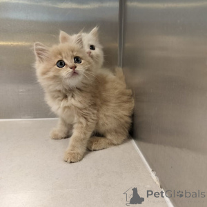 Photo №1. maine coon - for sale in the city of Berlin | 206$ | Announcement № 160202