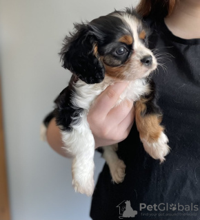 Photo №1. cavalier king charles spaniel - for sale in the city of Buffalo | 220$ | Announcement № 64144