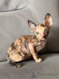 Photo №2 to announcement № 88502 for the sale of cornish rex - buy in Austria private announcement