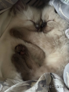 Photo №1. ragdoll - for sale in the city of Freistadt | 301$ | Announcement № 144489