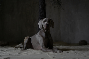 Photo №3. Ekaterina Ryzhikova in Russian Federation. Announcement № 139215