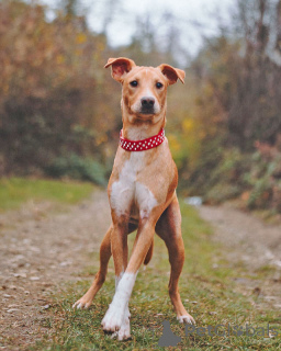 Photo №4. I will sell non-pedigree dogs in the city of St. Petersburg. private announcement - price - Is free