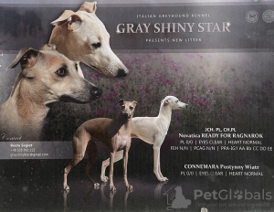 Photo №1. italian greyhound - for sale in the city of Wrocław | 2642$ | Announcement № 115974