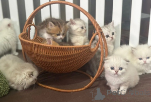 Photo №1. munchkin - for sale in the city of Ihlow | 361$ | Announcement № 169817