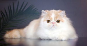 Photo №2 to announcement № 4090 for the sale of persian cat - buy in Ukraine from nursery