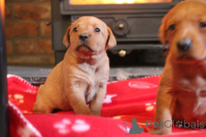 Photo №2 to announcement № 160638 for the sale of labrador retriever - buy in Sweden private announcement
