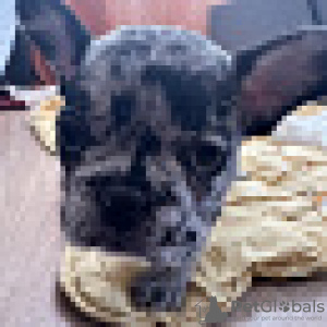 Photo №4. I will sell french bulldog in the city of Tallinn. private announcement - price - 792$