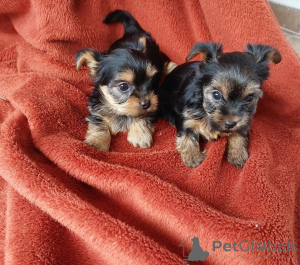 Photo №1. yorkshire terrier - for sale in the city of Antheia | negotiated | Announcement № 169016