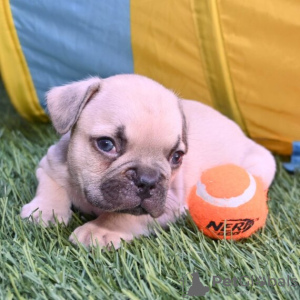 Photo №2 to announcement № 45704 for the sale of french bulldog - buy in Colombia private announcement