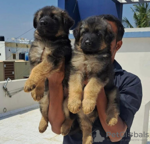 Photo №1. german shepherd - for sale in the city of Miami | 200$ | Announcement № 78098