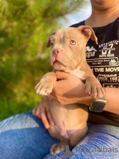 Additional photos: American bully kennel offers puppies for booking