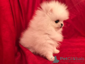 Photo №2 to announcement № 63509 for the sale of poodle (toy) - buy in Bosnia and Herzegovina private announcement