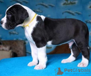 Photo №1. great dane - for sale in the city of Ostrava | negotiated | Announcement № 90412