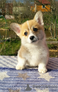 Photo №1. welsh corgi - for sale in the city of St. Petersburg | negotiated | Announcement № 19967