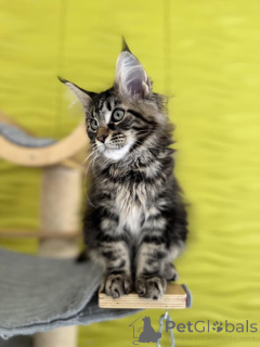 Photo №4. I will sell maine coon in the city of Albacete. private announcement - price - 420$