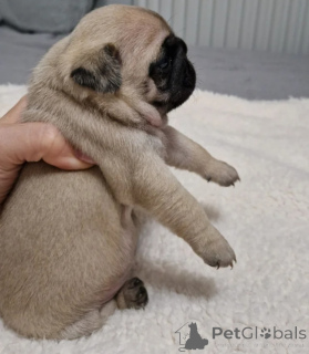 Photo №1. pug - for sale in the city of Florida | Is free | Announcement № 175306