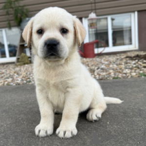 Photo №4. I will sell labrador retriever in the city of Frankfurt. breeder - price - negotiated