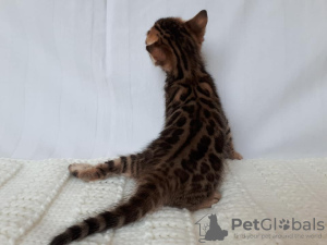 Photo №2 to announcement № 8738 for the sale of bengal cat - buy in Russian Federation from nursery, breeder