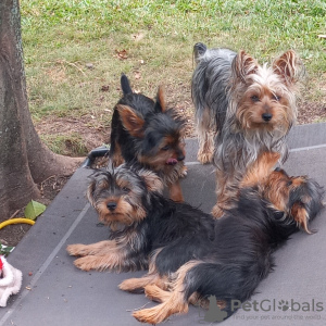 Photo №3. Silky terrier puppies for sale. Germany