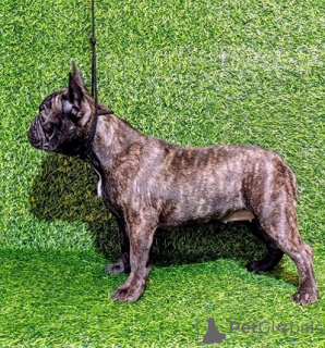 Photo №1. french bulldog - for sale in the city of Sremska Mitrovica | negotiated | Announcement № 174711