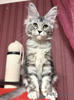 Photo №2 to announcement № 163666 for the sale of maine coon - buy in Germany breeder