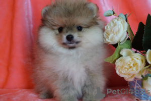 Photo №1. pomeranian - for sale in the city of Москва | 456$ | Announcement № 35328