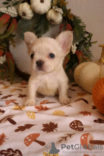 Additional photos: Toilet trained vet Checked French bulldog