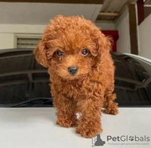 Photo №1. poodle (royal) - for sale in the city of Trenčín | negotiated | Announcement № 45233