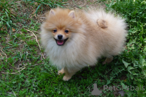 Photo №1. pomeranian - for sale in the city of Москва | 391$ | Announcement № 49461