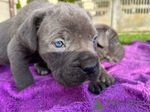 Photo №1. cane corso - for sale in the city of Dusseldorf | Is free | Announcement № 160255