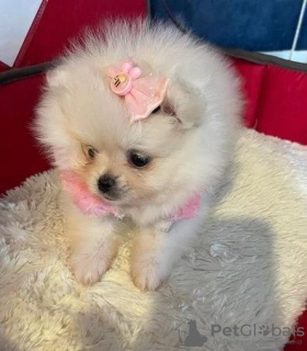 Photo №1. pomeranian - for sale in the city of Hayes | 380$ | Announcement № 110408