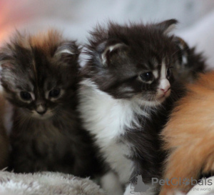 Photo №4. I will sell maine coon in the city of Kassel. private announcement, from nursery - price - 350$