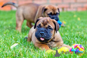 Photo №1. bullmastiff - for sale in the city of Berlin | 723$ | Announcement № 157192