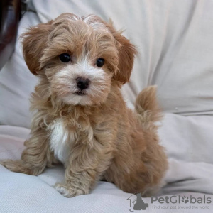 Photo №1. non-pedigree dogs - for sale in the city of Вилкавишкис | negotiated | Announcement № 119699