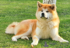 Photo №3. Male Akita Inu for mating. Germany