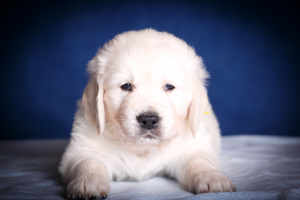 Photo №2 to announcement № 4533 for the sale of golden retriever - buy in Russian Federation breeder