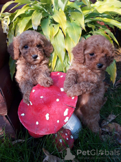 Photo №2 to announcement № 60618 for the sale of poodle (toy) - buy in Belarus breeder