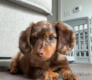Photo №1. dachshund - for sale in the city of Augustusburg | 392$ | Announcement № 159221