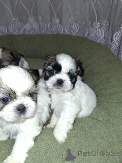 Photo №3. Perfect purebred Shih Tzu puppies.. Latvia