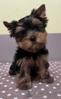 Photo №1. yorkshire terrier - for sale in the city of Rūjiena | Is free | Announcement № 114085