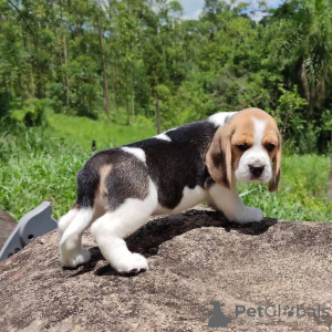 Photo №1. beagle - for sale in the city of Paris | negotiated | Announcement № 70990