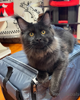 Photo №2 to announcement № 155323 for the sale of maine coon - buy in Denmark private announcement